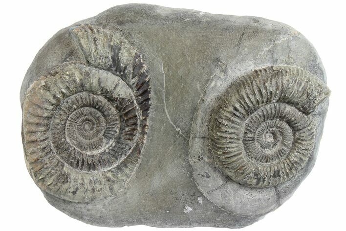 Two Ammonite (Dactylioceras) Fossils In Concretion - England #181897